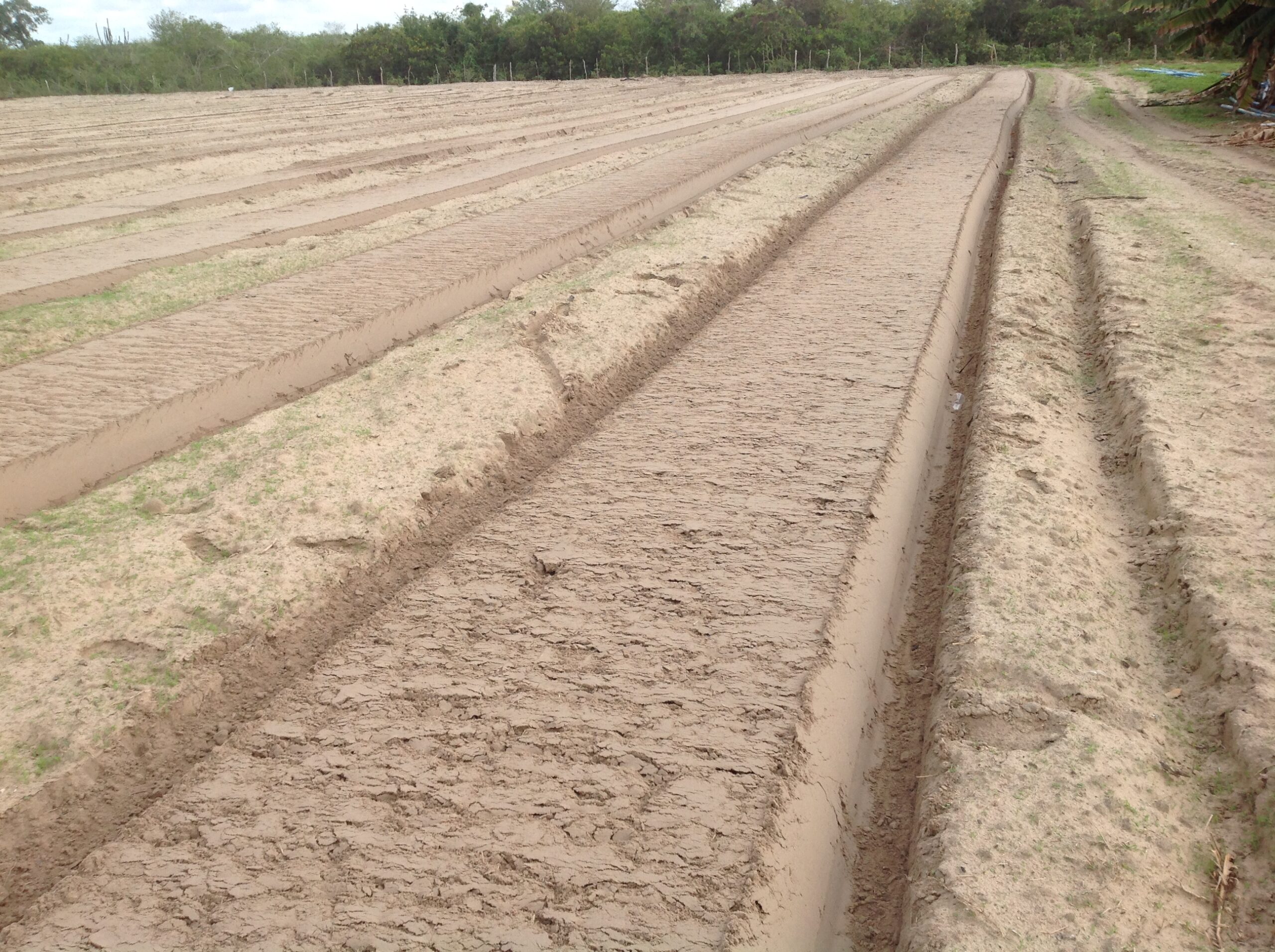 Plantio Mecanizado:túberas-sementes de inhame
