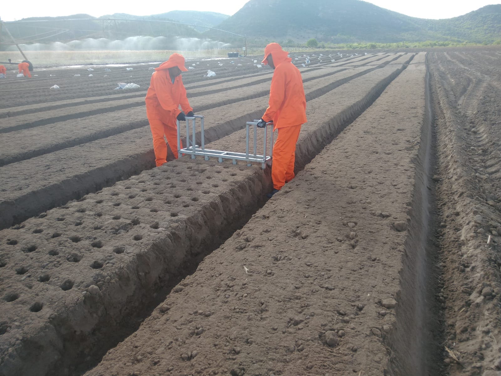 Preparo do Banco Clonal