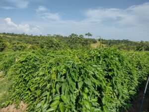 WhatsApp Image 2022-10-07 at 18.49.00