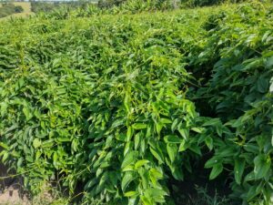 WhatsApp Image 2022-10-07 at 18.59.14