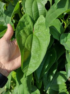 WhatsApp Image 2022-10-07 at 18.59.15