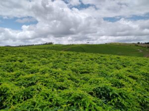 WhatsApp Image 2022-10-07 at 19.12.00